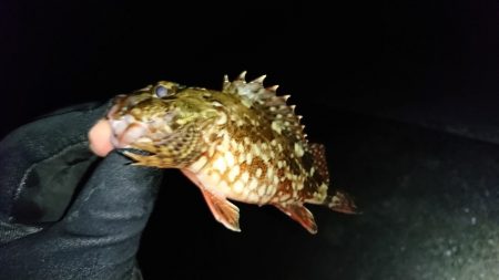 風がなかったので西浦を調査