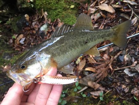 リアクションバイト