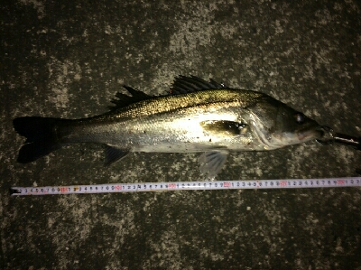 シーバスと太刀魚