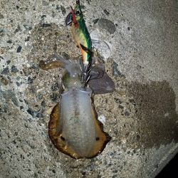 エギング アオリイカ 大阪　夏の時期 2017エギング夏の投稿まとめ！②