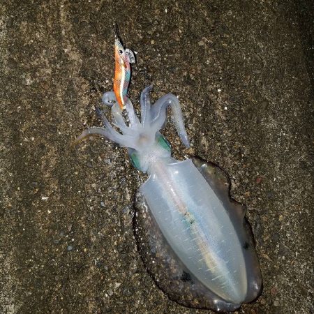 エギングの時期　和歌山の秋2017アオリイカ 秋の投稿まとめ！