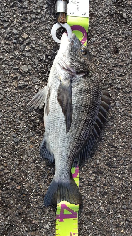 見えチヌを直撃！