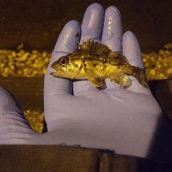 津ヨットハーバーでのメバリング？