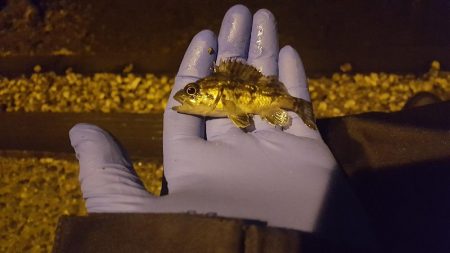 津ヨットハーバーでのメバリング？