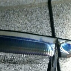 2018年度初タチウオ