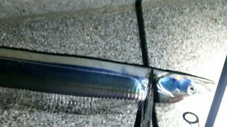 2018年度初タチウオ