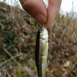 淡水小物釣り ~新年一発目はカワムツ~