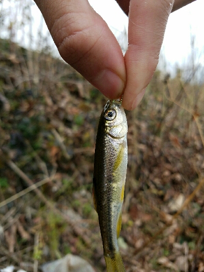 淡水小物釣り ~新年一発目はカワムツ~