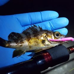 爆風とド干潮の中