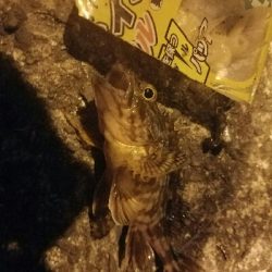 アジ釣り　～夕マズメ最強説～