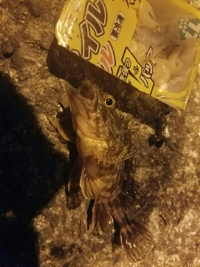 アジ釣り　～夕マズメ最強説～