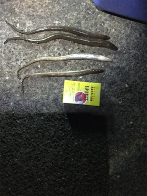 極寒アナゴ釣り