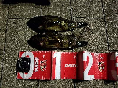 寒い中の短時間勝負！勝ちました