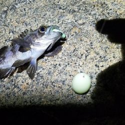 今年初メバリング