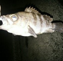 会心のメバリング