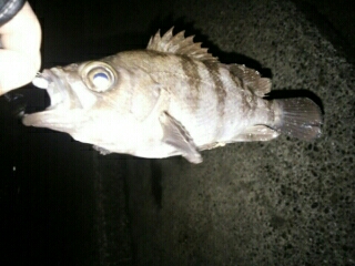 会心のメバリング