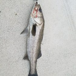 御天道様おはようございます。