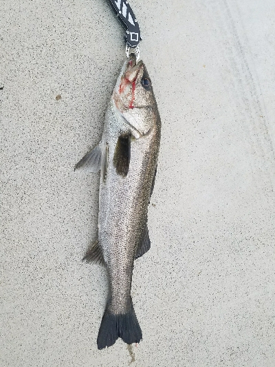 御天道様おはようございます。