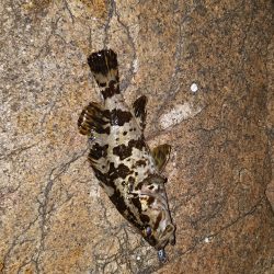 移動&移動メバリング