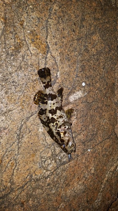 移動&移動メバリング