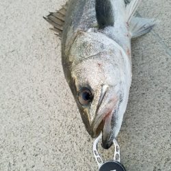 海鳥バリおったなぁ～