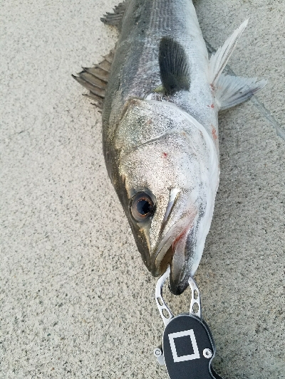 海鳥バリおったなぁ～