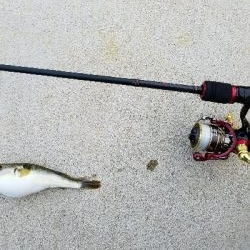 フグの攻撃！ワームが↓