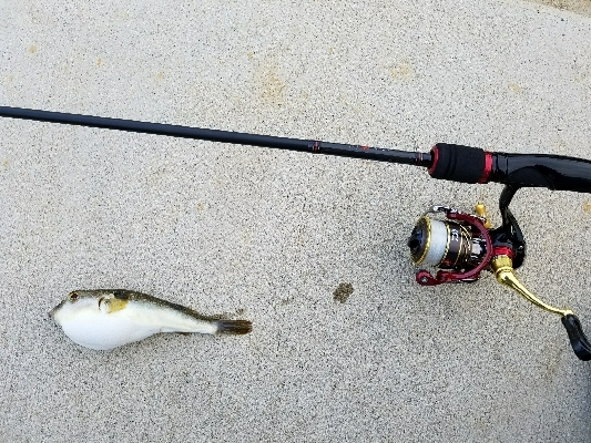 フグの攻撃！ワームが↓