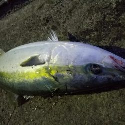 久しぶりのブリ