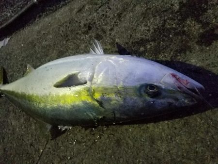 久しぶりのブリ