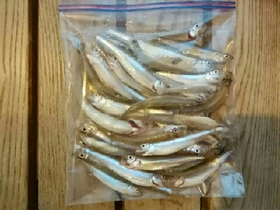 生野銀山湖　ワカサギ釣り