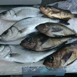 今年の初メバリング