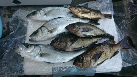 今年の初メバリング