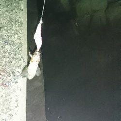 今年初釣行釣果です(*゜Q゜*)