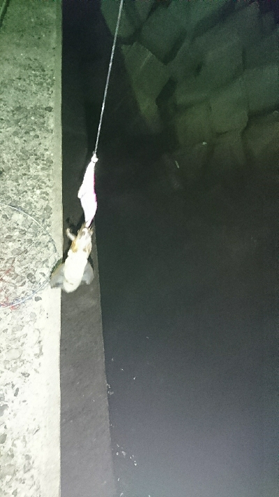 今年初釣行釣果です(*゜Q゜*)