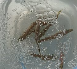 アジング&泳がせ釣りでまさかのゲスト！