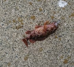 ワインドでカサゴ