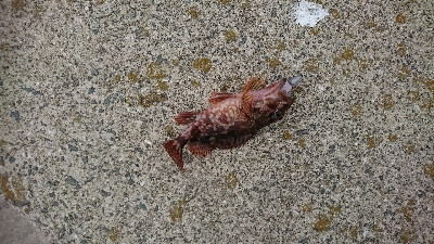 ワインドでカサゴ