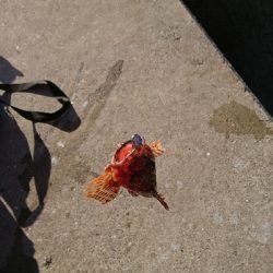 ロックフィッシュ釣行2