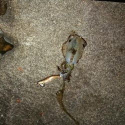 新年明けましてエギング！