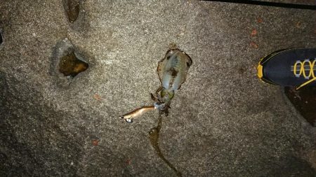 新年明けましてエギング！