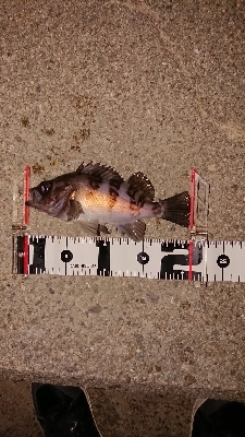 連日メバリング