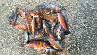 夏の様な釣れ方