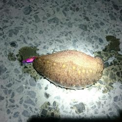 和歌山釣始め！