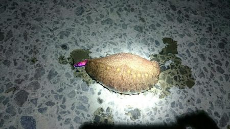 和歌山釣始め！