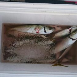 超大漁❗お土産釣！