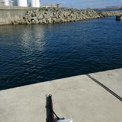 タイ稚魚、ガシラ(カサゴ)