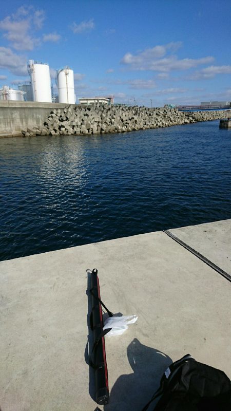 タイ稚魚、ガシラ(カサゴ)