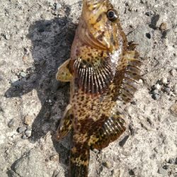 ガシラ君とガシラさん