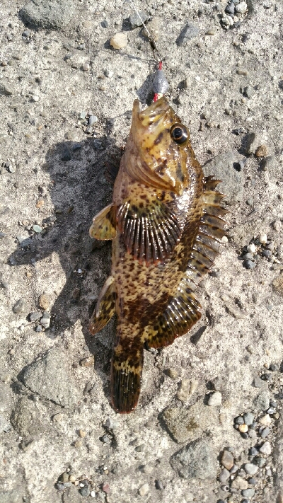 ガシラ君とガシラさん